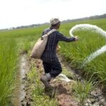ECC Approves Subsidy for Urea Fertilizer Import and More